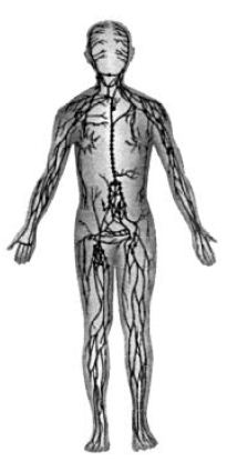 Kipkis.com-what-is-the-lymph-system-made-of.jpg