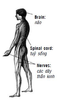 Kipkis.com-what-is-a-slipped-disc.jpg