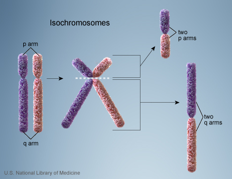 Isochromosomes.jpg