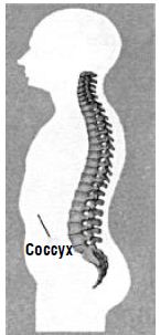 Kipkis.com-what-is-the-coccyx.jpg