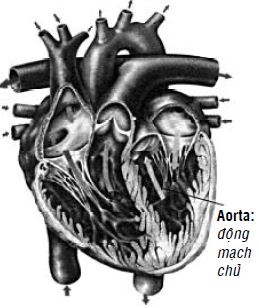 Kipkis.com-where-is-the-aorta.jpg
