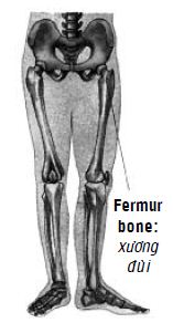 Kipkis.com-which-is-the-largest-bone-in-our-body.jpg