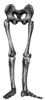 Kipkis.com-which-bones-form-the-pelvis.jpg