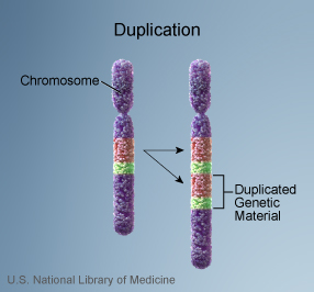 Chromosomalduplication.jpg