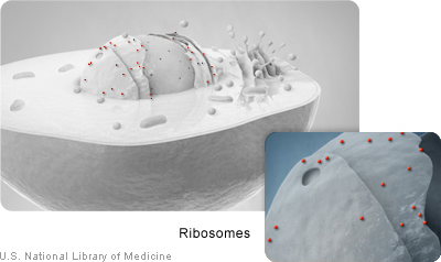 Cellribosomes.jpg