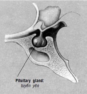 Kipkis.com-where-is-the-pituitary-gland-found-1.jpg