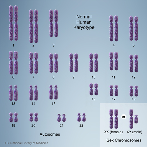 Normalkaryotype.jpg