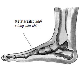 Kipkis.com-where-are-the-metatarsal-bones.jpg