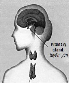 Kipkis.com-where-is-the-pituitary-gland-found-2.jpg