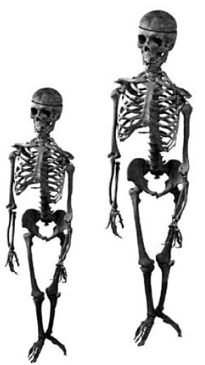 Kipkis.com-what-is-the-structure-of-the-skeleton.jpg