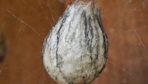 Kipkis.com-identify-spider-egg-sacs.jpg
