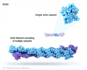 File:Actin.jpg