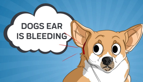 Kipkis.com-stop-a-dog-s-ear-from-bleeding.jpg