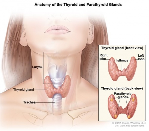 Thyroid-and-parathyroid-glands-2.jpeg