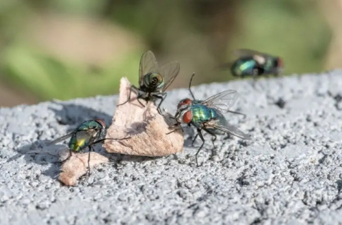 Kipkis.com-get-rid-of-flies-around-your-dog-s-water-and-food-bowls.jpg