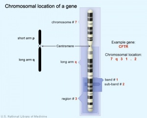 File:Chromosomallocation.jpg