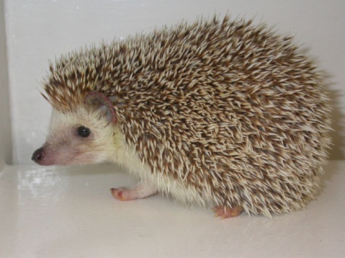 Kipkis.com-care-for-a-hedgehog-with-wobbly-hedgehog-syndrome.jpg