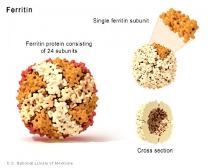 File:Ferritin.jpg